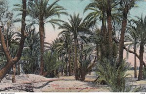 SUEZ , Egypt , 00-10s ; Palmier a la Fontaine de Moise