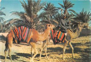 BR15199 Sahara Marche dans l oasis chamel  africa