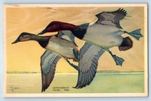 Canvasback Female And Male Birds Signed Artist America's Wildlife Postcard