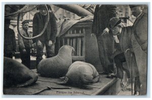 c1910 Catching Sea Lion in the Arctic Ocean Norway Antique Unposted Postcard