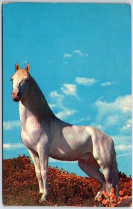 VINTAGE POSTCARD A WHITE HORSE c. 1960s