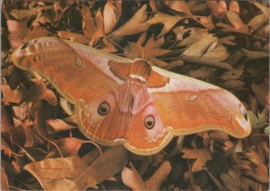 Animals Postcard - Chestnut Silk Moth, Dictyoploca Simla   RR17506