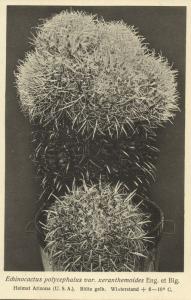 Cactus Cactaceae, Echinocactus Polycephalus Xeranthemoides (1920s) Otto Stoye