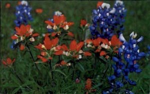 Bluebonnets, State Flower - Misc, Texas