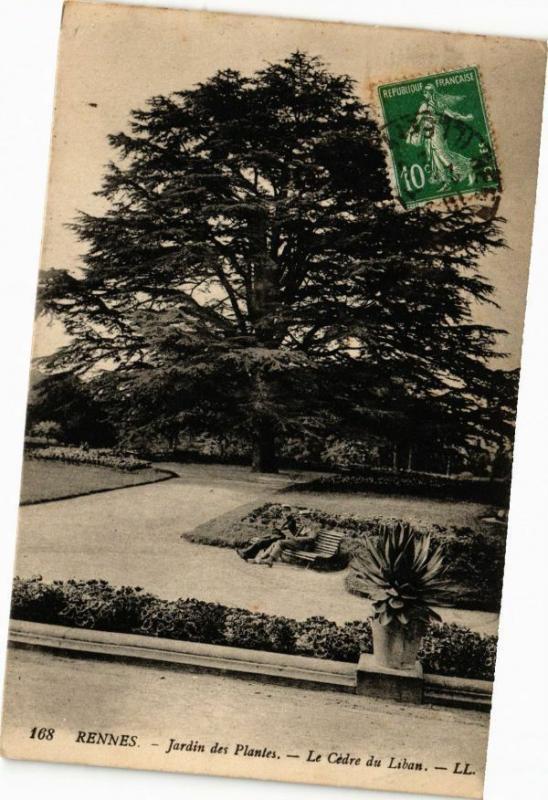 CPA RENNES-Jardin des Plantes-Le Cédre du Liban (265216)