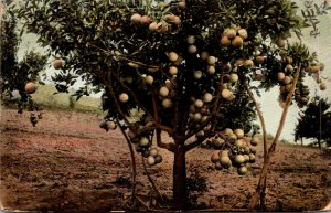 California Grape Fruit Tree