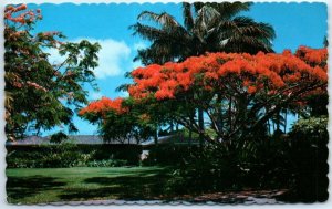 Postcard - Royal Poinciana - Hawaii