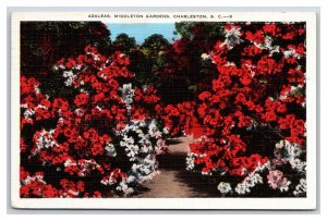 Azaleas in Middleton Gardens Charleston  SC V-Mail Linen Postcard N24