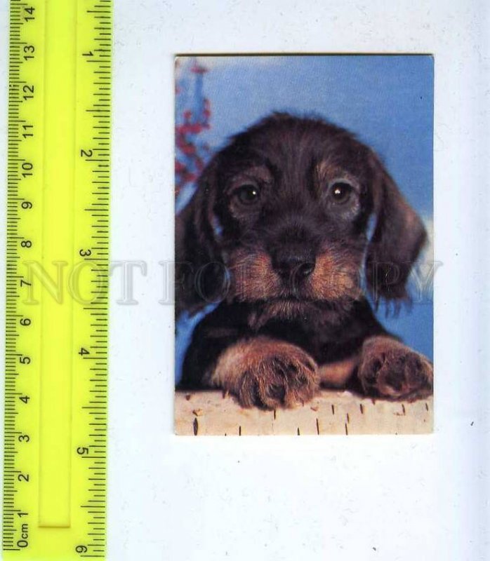 259579 Russia puppy Pocket CALENDAR 1993 year
