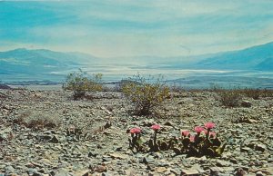 Beavertail Cactus Blooms Hells Gate Death Valley National Monument CA California