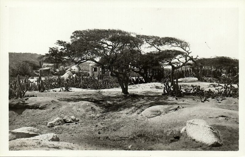 aruba, N.W.I., Divi-Divi Wind Tree (1939) RPPC Postcard