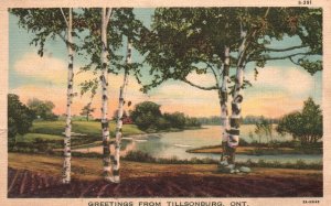 Vintage Postcard 1920's Greetings from Tillsonburg Ontario Canada Tall Trees