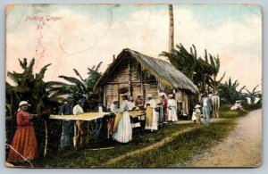 1922  Jamaica  Peeling Ginger  Postcard