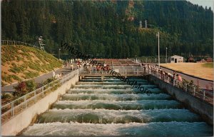 Bonneville Dam Fish Ladders on the Columbia River Postcard PC351