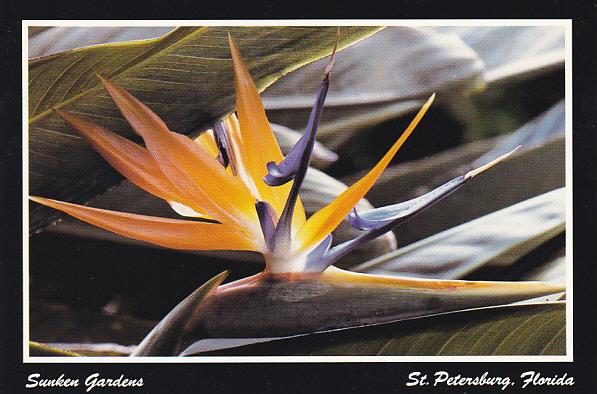 Bird of Paradise at Sunken Gardens St Petersburg Florida