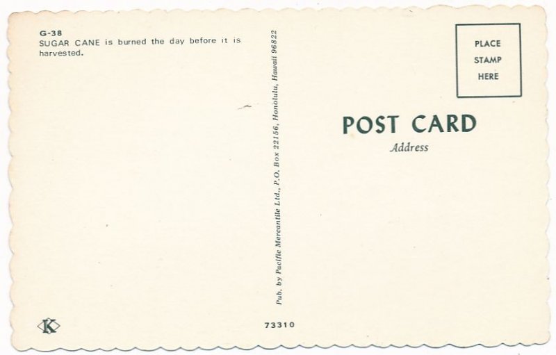 Burning Sugar Cane in Hawaii (Day Before the Harvest)