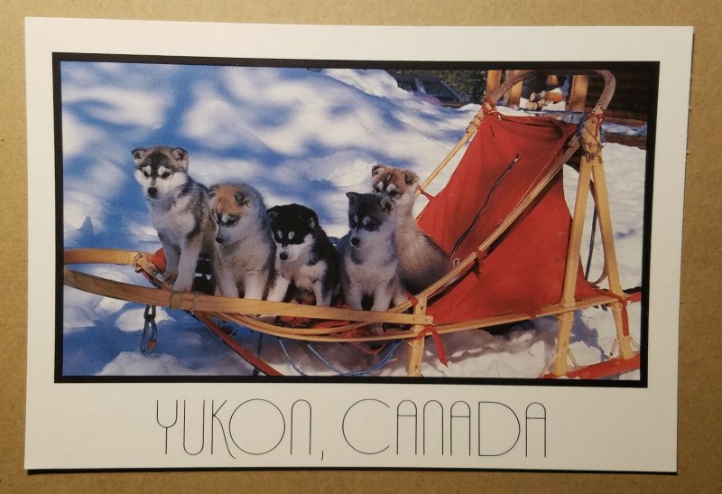 Yukon sled dogs, Canada postcard