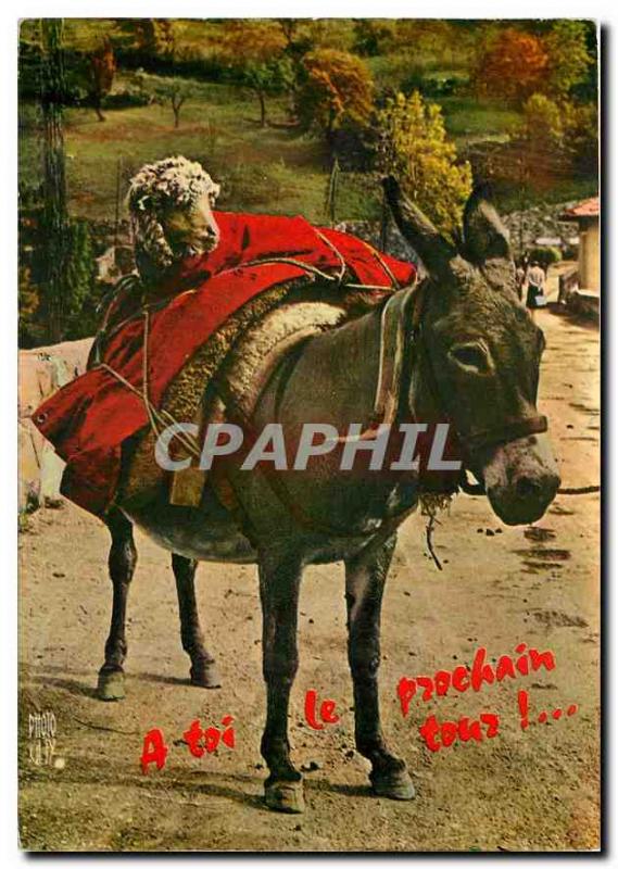 Modern Postcard Donkey Mule