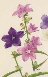 Campanula Latiloba Amethyst Flower Graham Thomas Painting Postcard