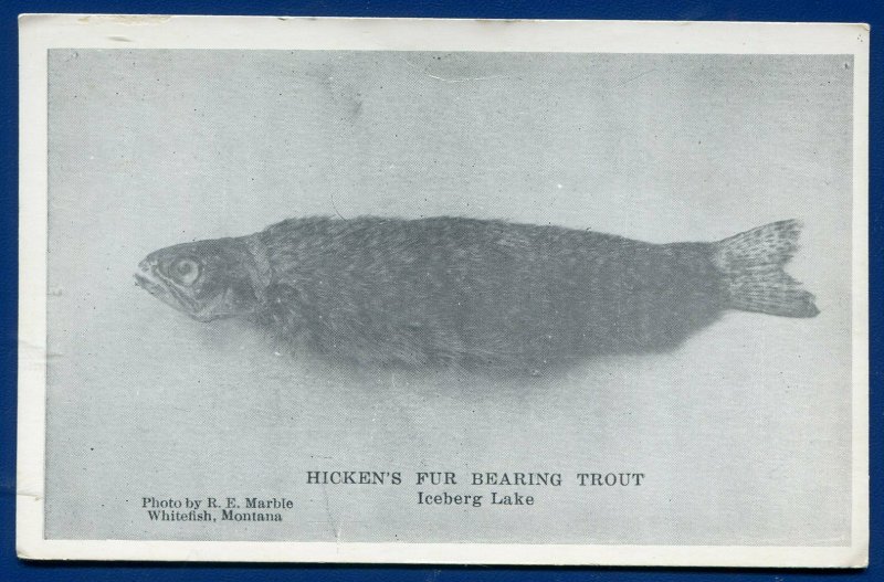 Hicken's fur bearing trout from Iceberg Lake Whitefish Montana mt postcard 