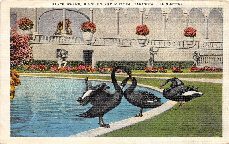 br106214 black swans ringling art museum sarasota florida