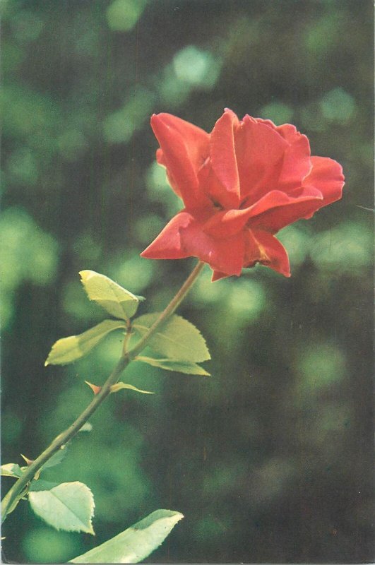 flower and plants types Post card red rose detail aspect 