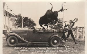 RPPC Bobby the Educated Steer -Buffalo OK, Oklahoma