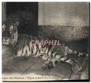 Old Postcard Felin Paris Garden of Plants Tiger & # 39Asie