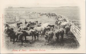 Mares & Foals Northwest Canada Horses Unused #637 Imperial Series Postcard F40