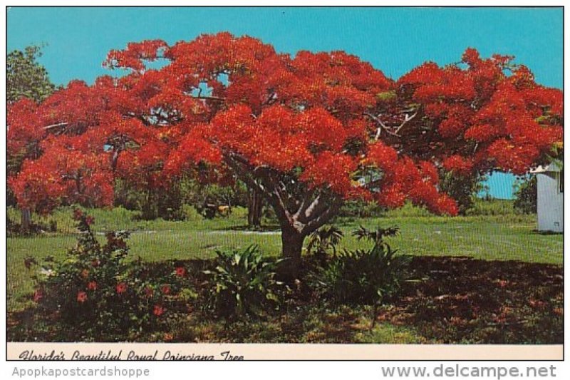 Florida Cypress Gardens Beautiful Royal Poinciana Tree 1973