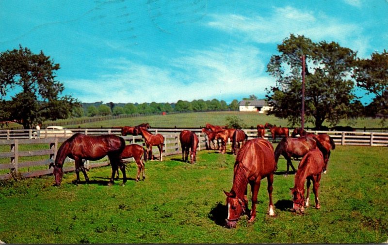 Iowa Greetings From Stuart Grazing Horses 1965