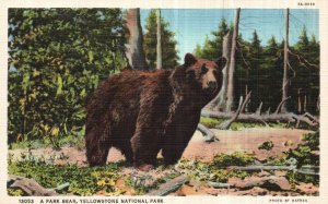 Vintage Postcard 1930's Park Bear Yellowstone National Park County Wyoming WY