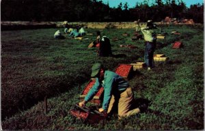 Vtg South Carver Massachusetts MA Edaville Railroad Cranberry Harvest Postcard