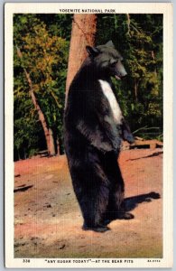 Vtg California Any Sugar Today? Black Bear Pits Yosemite National Park Postcard