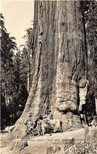 RPPC General Grant Tree CA National Park French Photo c1920s Vintage Postcard 