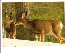 Mule Deer, Doe with Calf, Banff National Park, Alberta,