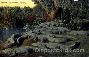 Florida USA Alligator, Animal Unused light indentation in card, minor paint c...