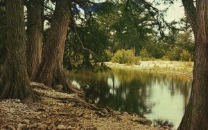 Vintage Postcard Guadalupe River Majestic Cypress Trees Hill Country Central TX