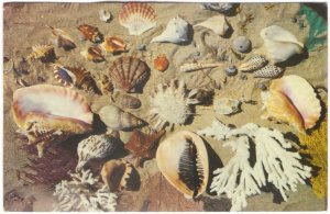 Shells From The Coast Of Florida, Vintage 1975 Chrome POSTCARD