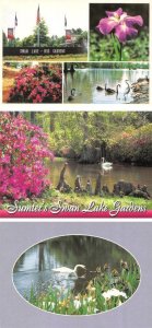 3~4X6 Postcards Sumter, SC South Carolina  SWAN LAKE & IRIS GARDENS Flowers~Pond