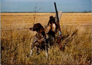 Canada Hunting The Wily Chinese Ring-Necked Pheasant