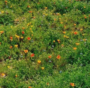 Point Reyes California CA Field of Poppies and Lupine UNP Vtg Chrome Postcard