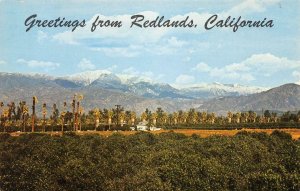 REDLANDS, CA Orange Groves San Bernardino County c1950s Vintage Postcard