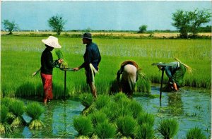 CPM AK THAILAND Cultivation of the Rice in Thailand Making the Tender (344464)
