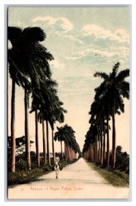 Royal Palm Avenue Street View Havana Cuba DB Postcard S15