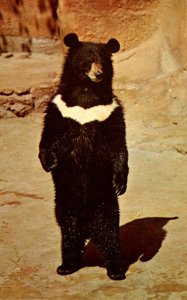 California San Diego Zoo Himalayan Black Bear