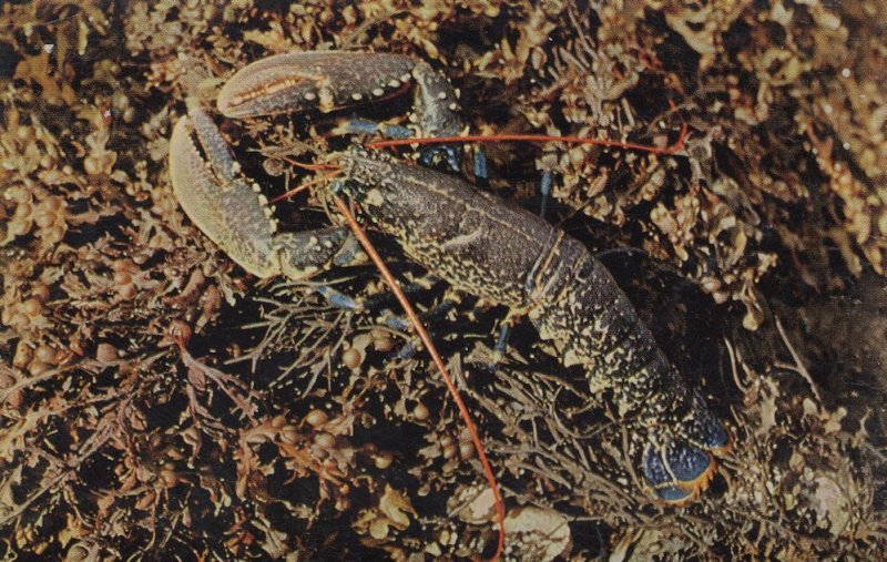 British Sea Shore Lobster 1970s Postcard