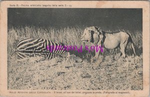 Africa Postcard - Dead Zebra and Lion, Nelle Missioni Della Consolata RS37602