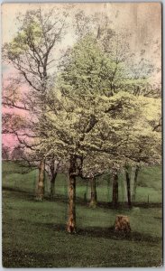 1916 Trees Picnic Recreational Area Park Posted Postcard