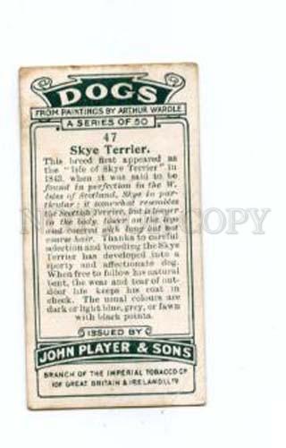 166938 SKYE TERRIER WARDLE Player CIGARETTE card ADVERTISING